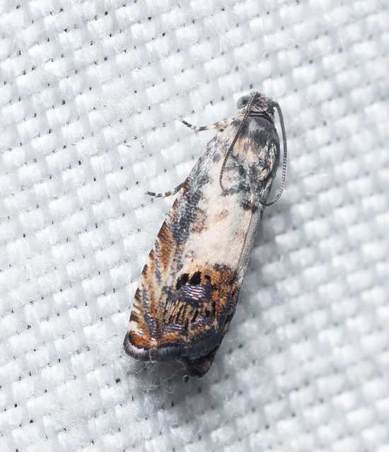 Olethreutinae