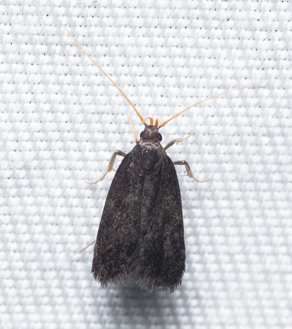 Lecithoceridae - hindumolyfélék