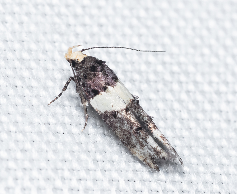 Recurvaria leucatella - nagy vörös-rügysodrómoly