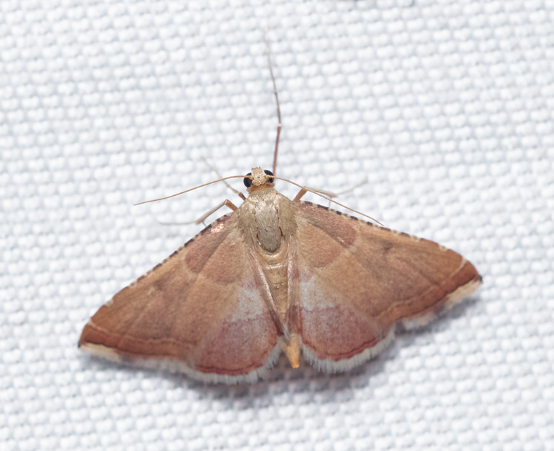 Endotricha flammealis - tüzesszárnyú fényilonca