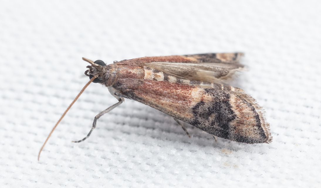 Euzopherodes charlottae - magyar karcsúmoly