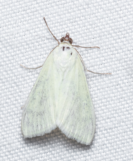 Sitochroa palealis - kénszárnyú dudvamoly
