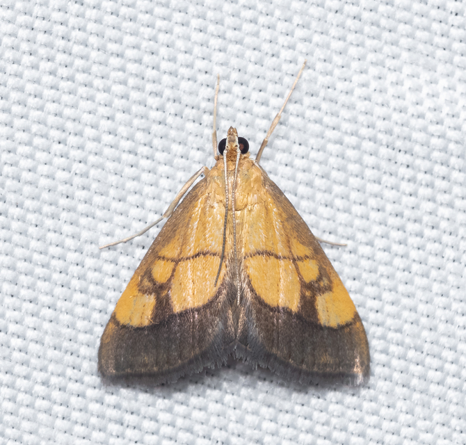 Evergestis limbata - közönséges dudvamoly