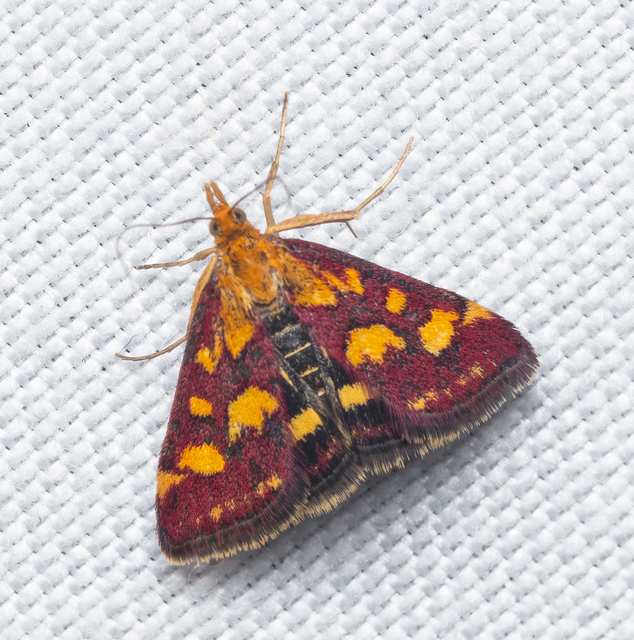 Pyrausta purpuralis - közönséges bíbormoly