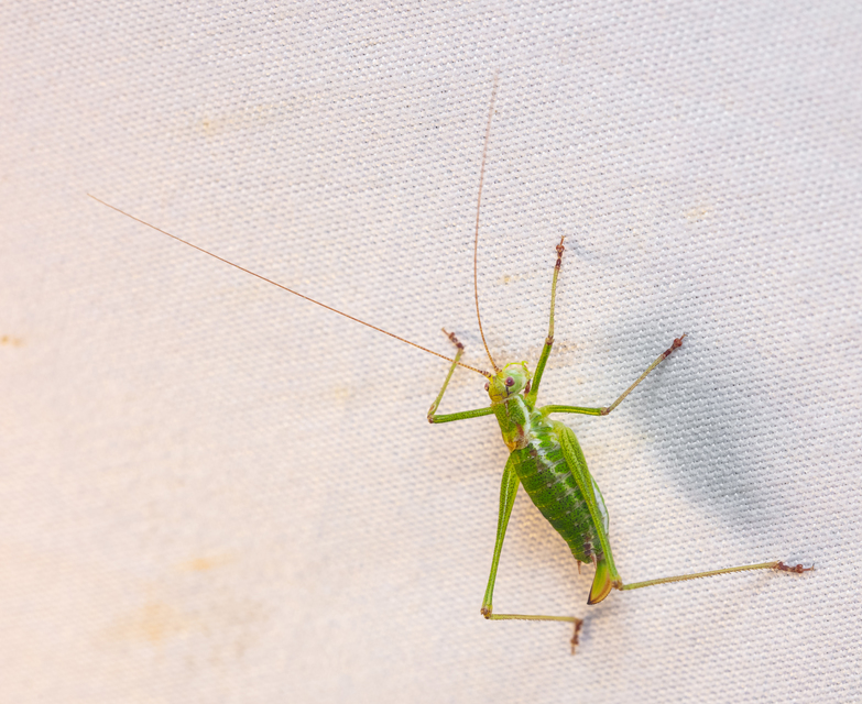 Leptophyes albovittata - közönséges virágszöcske