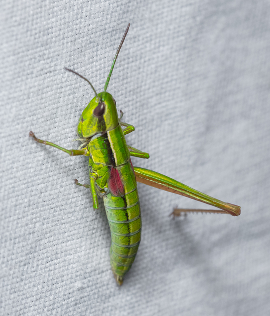 Euthystira brachyptera - smaragdzöld sáska