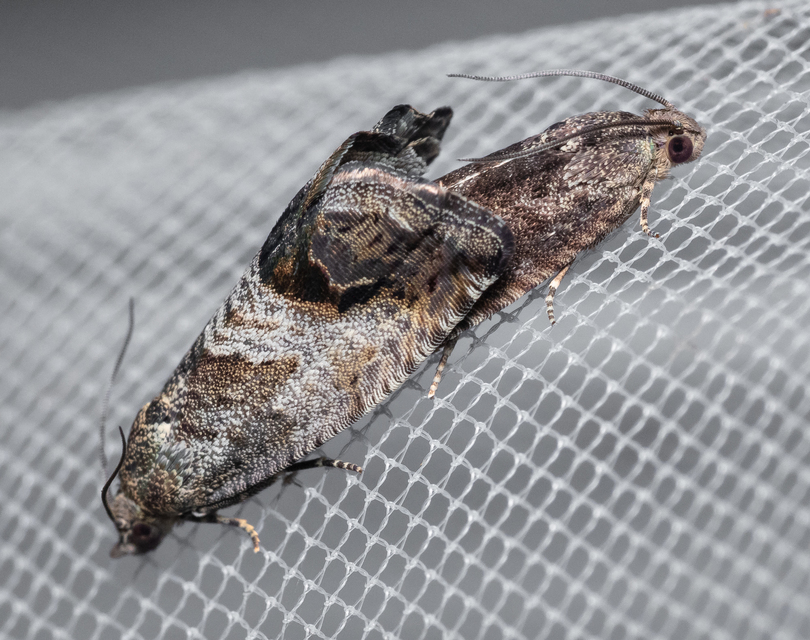 Cydia splendana - tölgymakkmoly