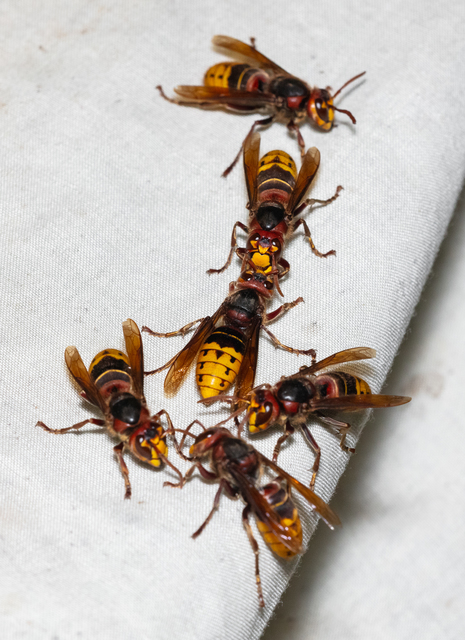 Vespa crabro - lódarázs