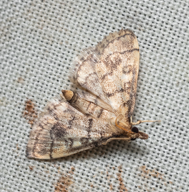 Metasia ophialis - kígyósávos tűzmoly