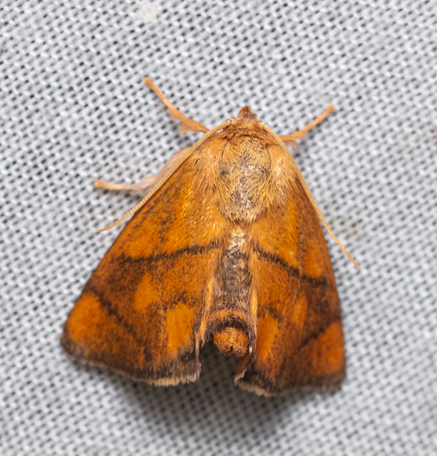 Apoda limacodes - kagylólepke