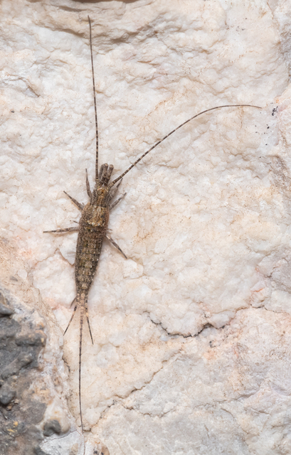Archaeognatha - Ugróősrovarok