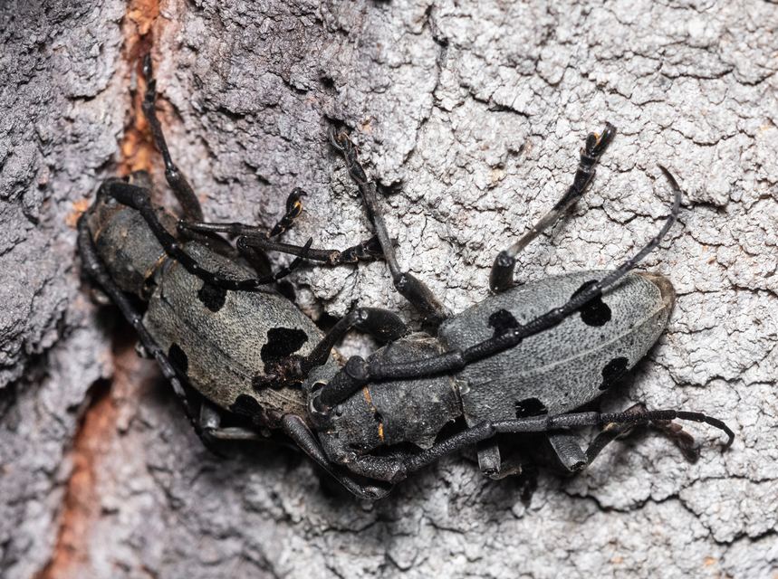 Morimus asper funereus - gyászcincér