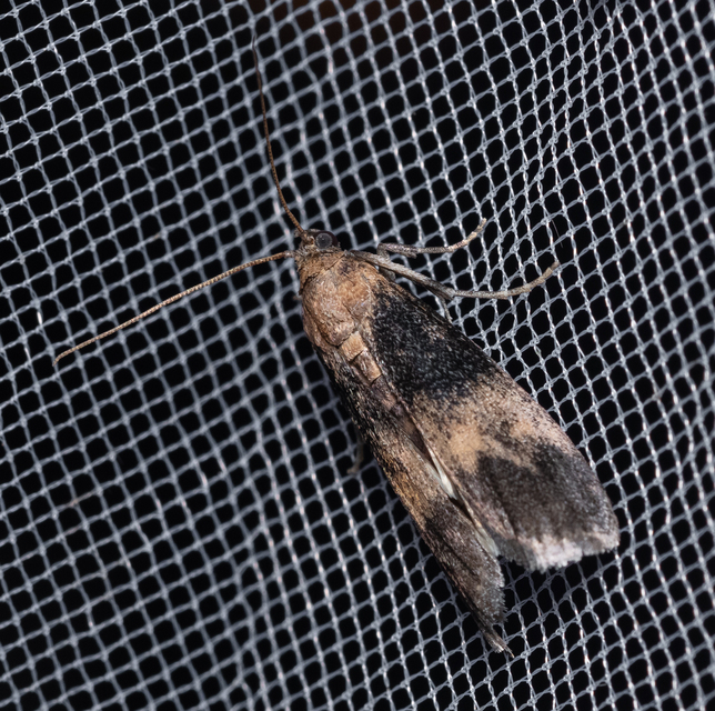 Phycitinae
