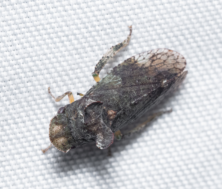 Ledra aurita - füleskabóca