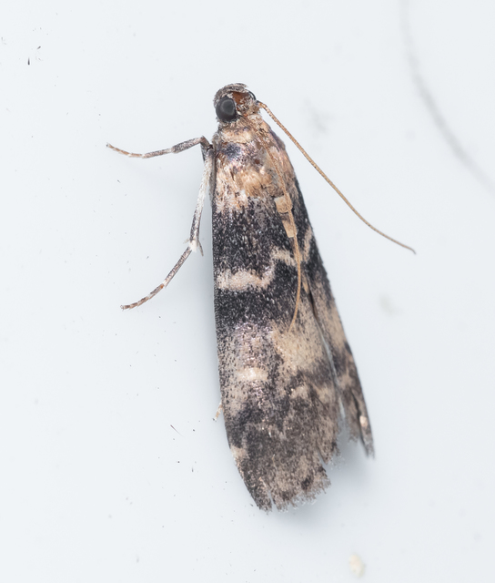 Phycitinae
