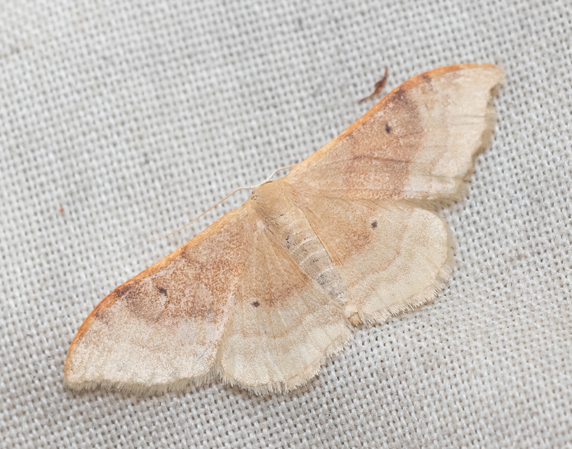 Idaea degeneraria - barnasávos araszoló