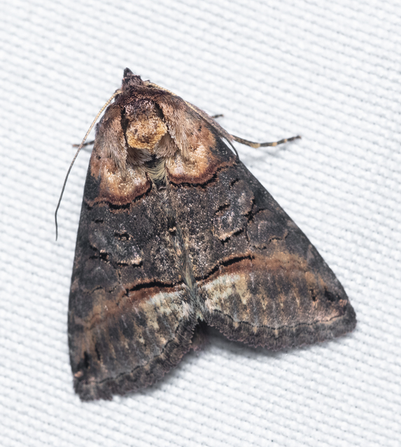 Abrostola agnorista - sziklalakó csalánbagoly