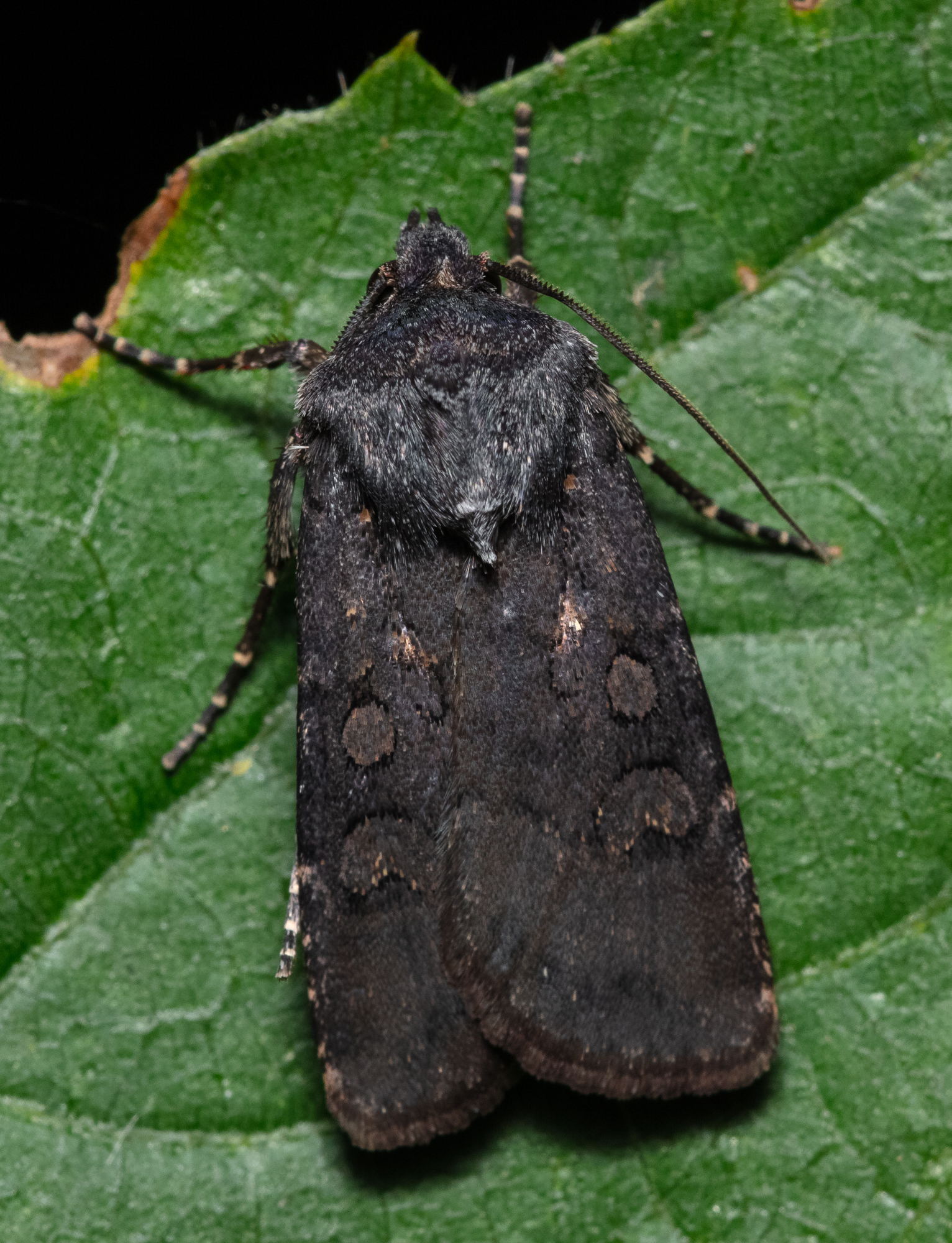 Euxoa nigricans - feketés földibagoly
