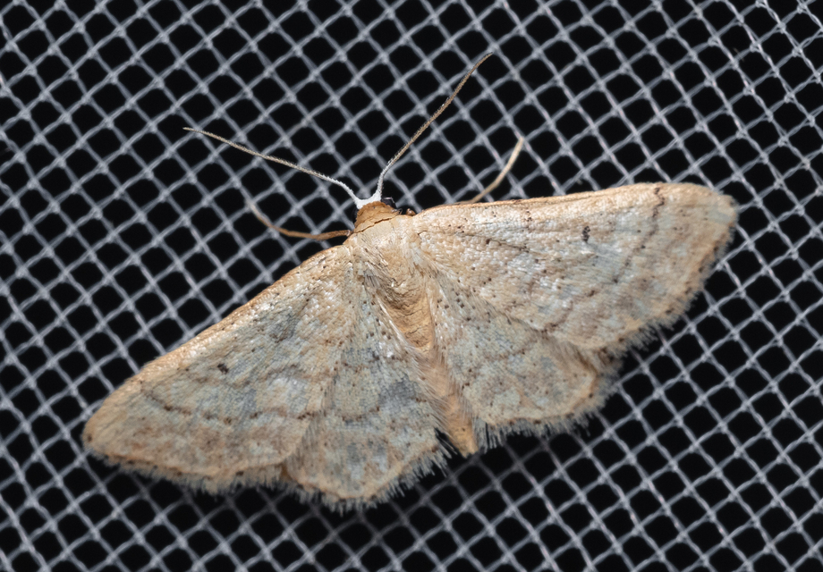Idaea obsoletaria rufularia - sárgás apróaraszoló