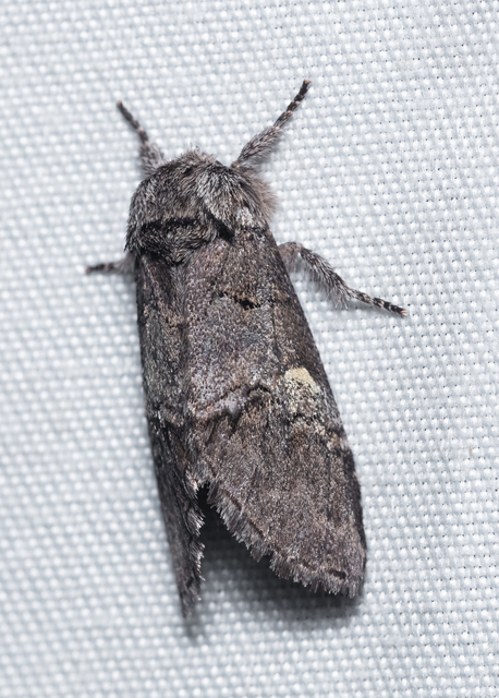 Drymonia querna - tölgyfa-púposszövő