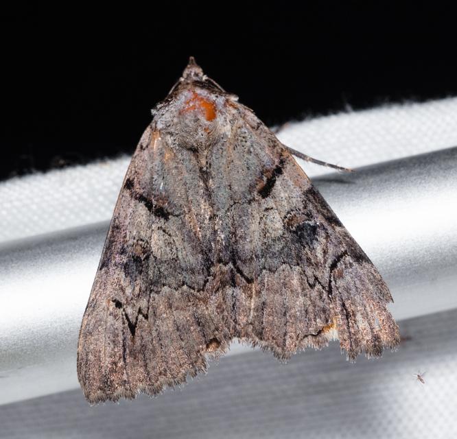 Catocala hymenaea - kökény-övesbagoly