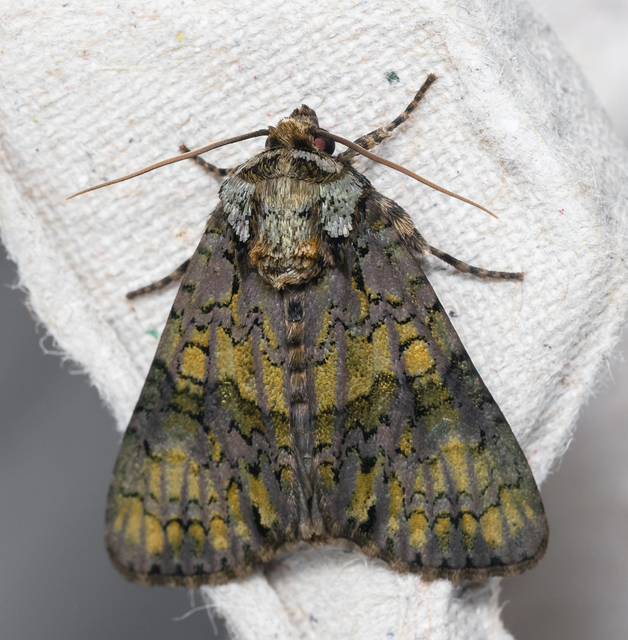 Craniophora ligustri - fagyalbagoly