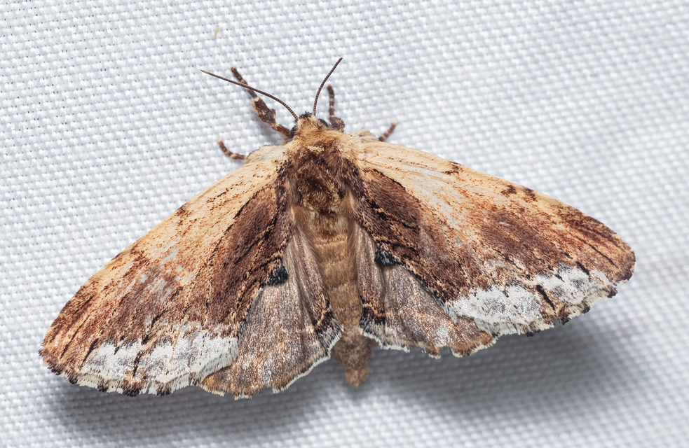 Ptilodon cucullina - csuklyás púposszövő