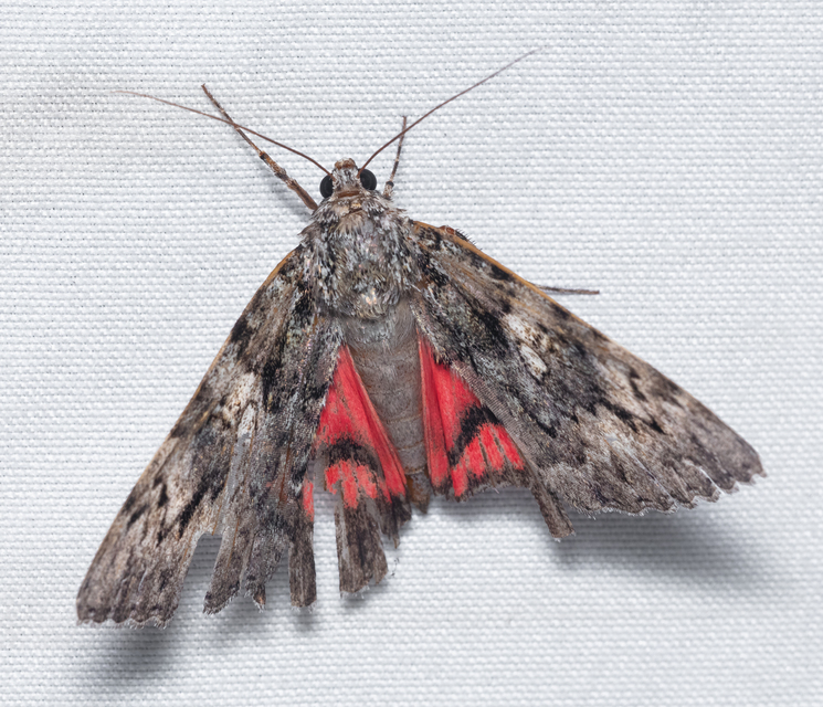 Catocala promissa - kis tölgyfa-övesbagoly