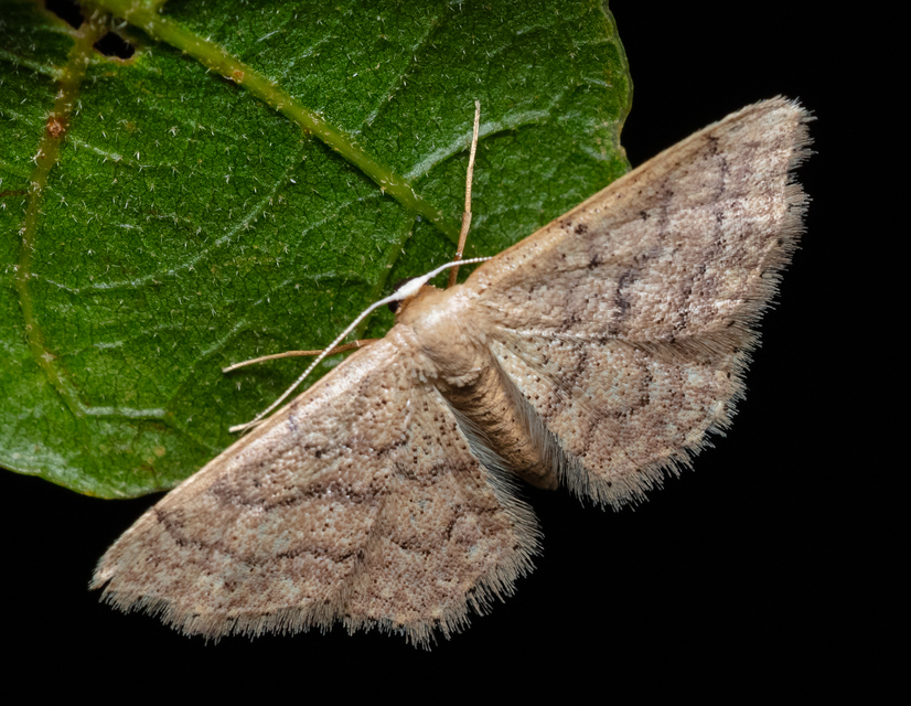 Idaea obsoletaria rufularia - sárgás apróaraszoló