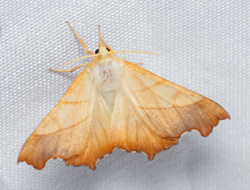 Ennomos fuscantaria - kőris-levélaraszoló
