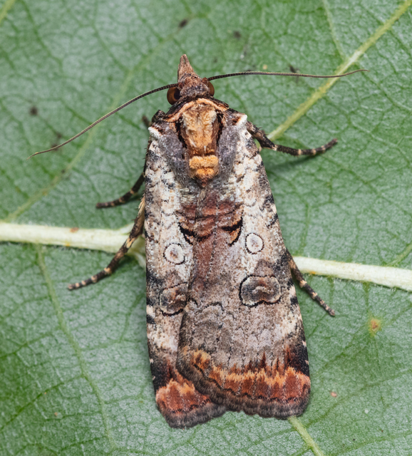 Epilecta linogrisea - karcsú sárgafűbagoly