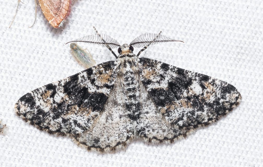 Fagivorina arenaria - bükkfaaraszoló