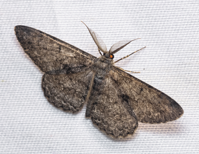 Hypomecis roboraria - nagy tölgyfaaraszoló