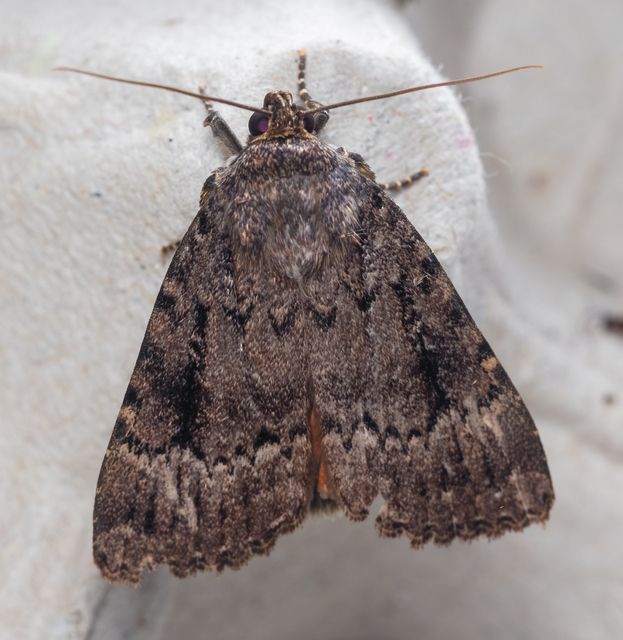 Amphipyra berbera/pyramidea