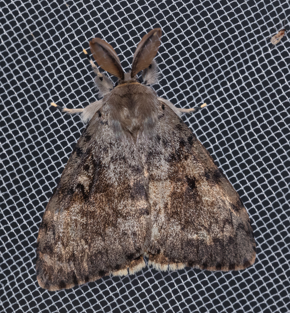 Lymantria dispar - gyapjaslepke