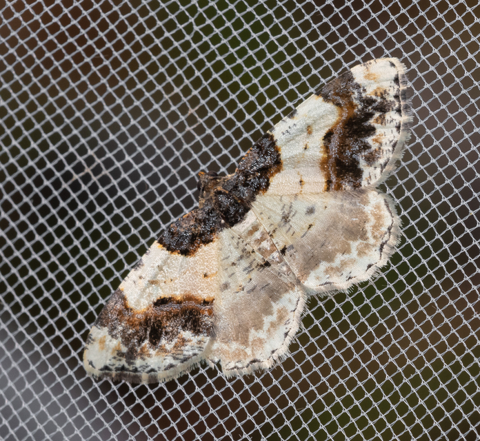 Ligdia adustata - barna levélaraszoló
