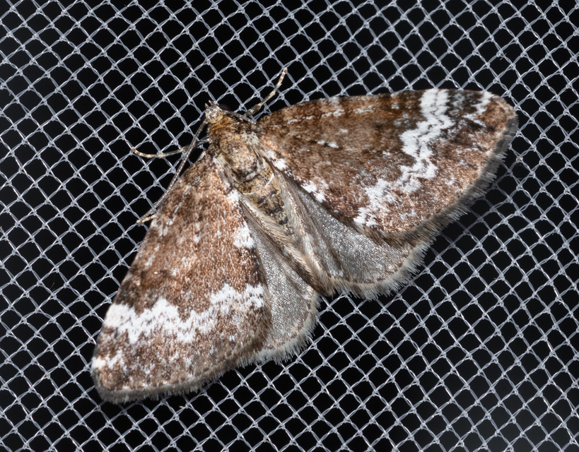 Perizoma alchemillata - árvacsalán-araszoló
