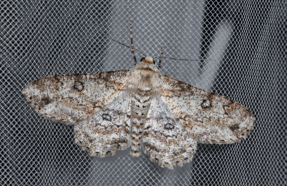 Ascotis selenaria - holdas faaraszoló