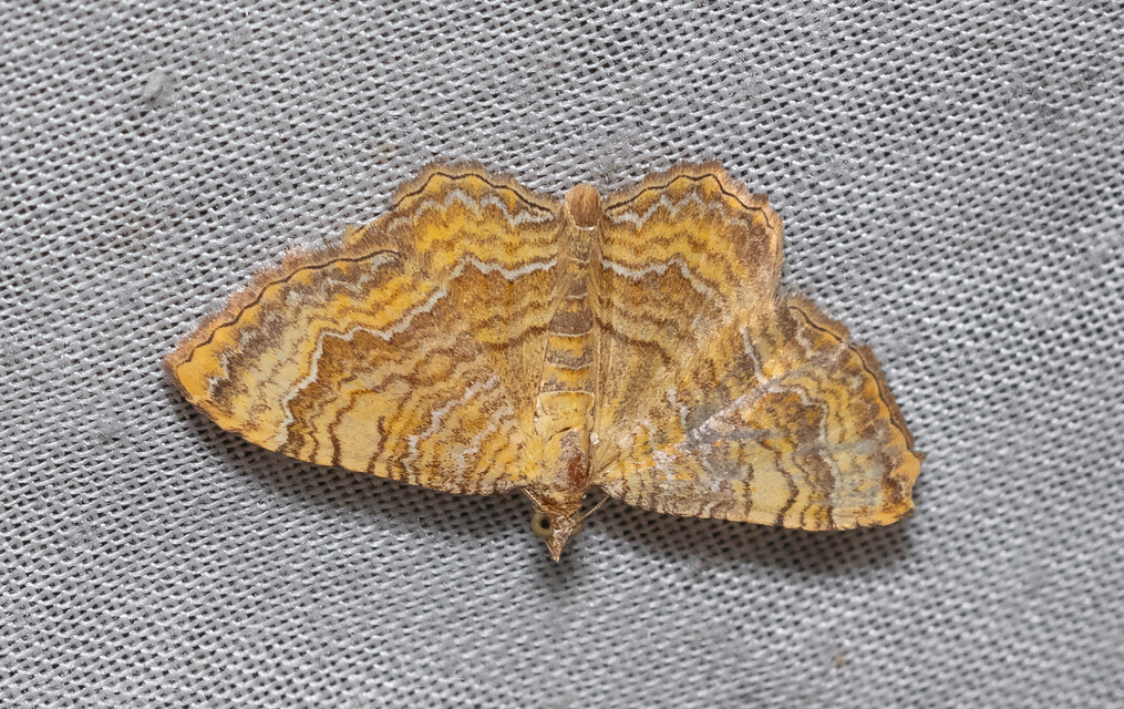 Camptogramma bilineata - kétvonalas sávosaraszoló