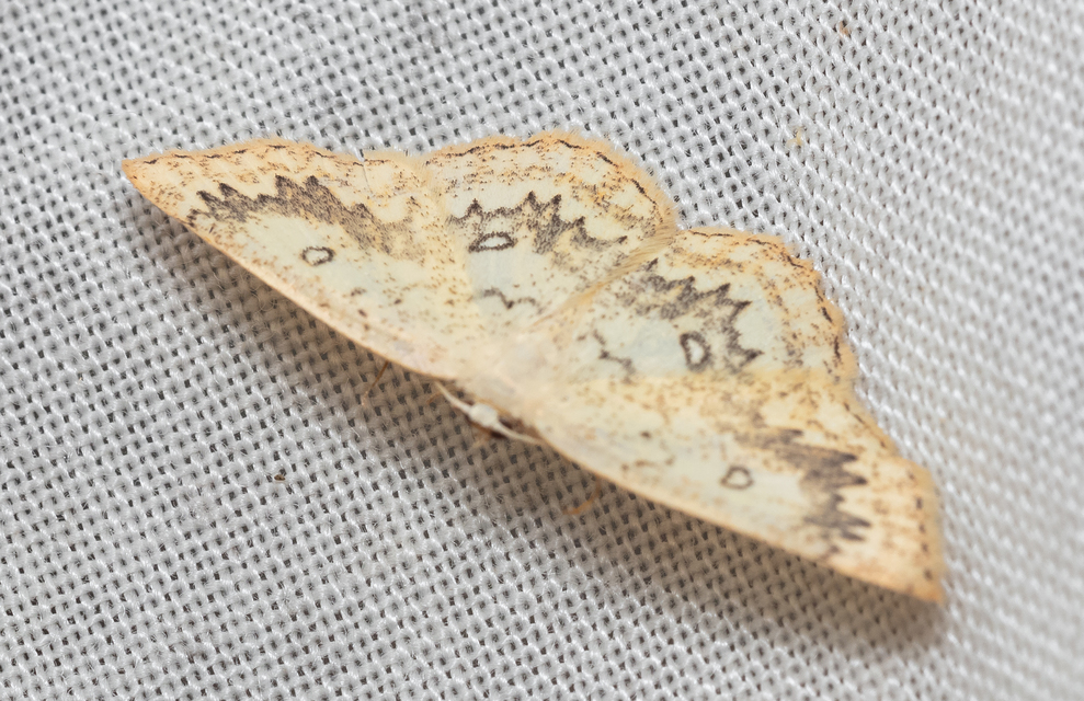 Cyclophora annularia - gyűrűs pettyesaraszoló