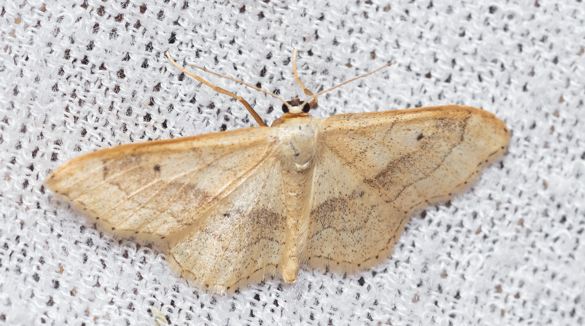Idaea aversata - nagy sávosaraszoló