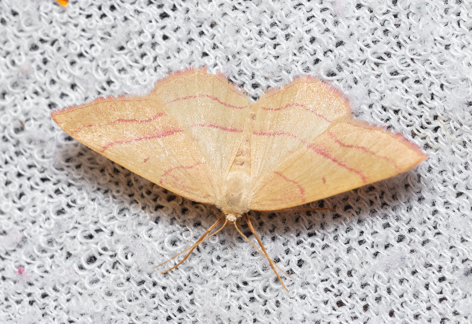 Rhodostrophia vibicaria - pirosszélű araszoló