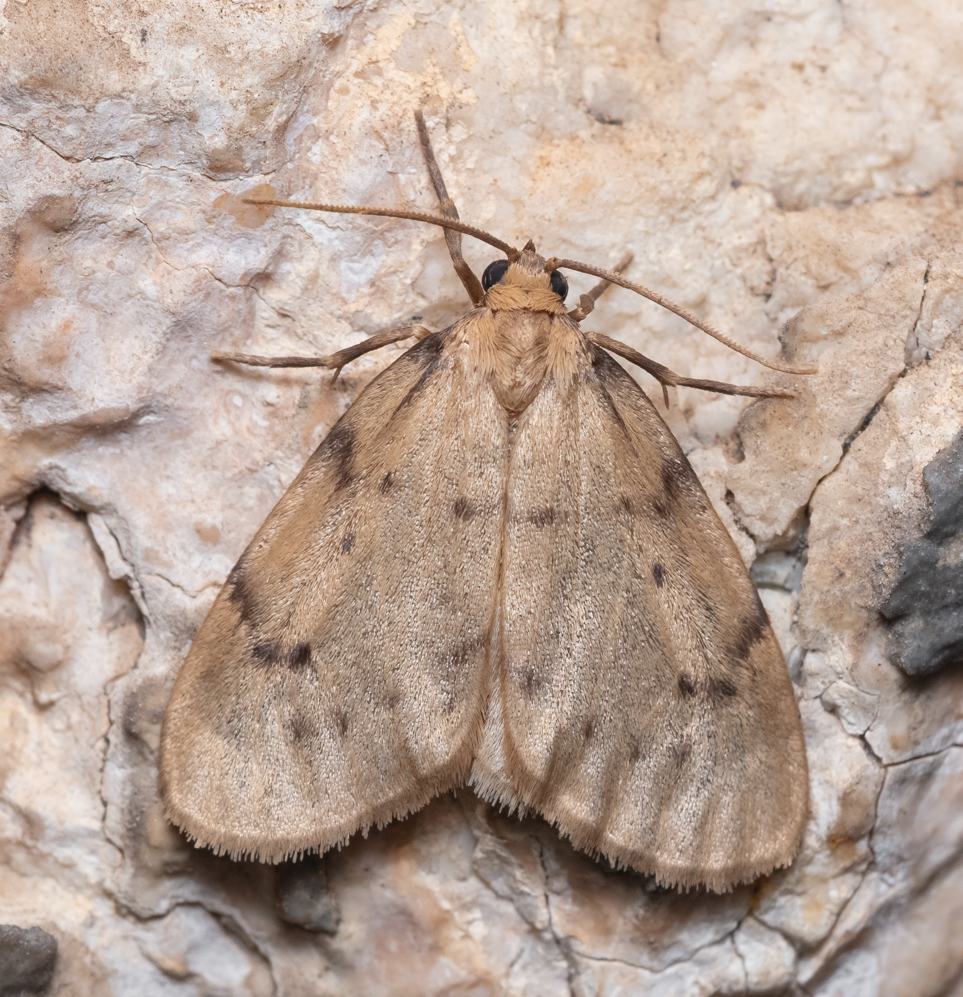 Paidia rica - májmoha-medvelepke