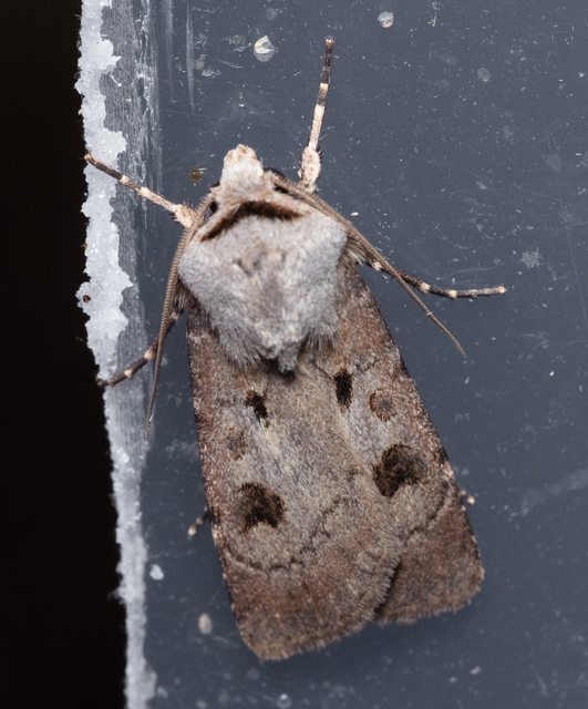 Agrotis exclamationis - felkiáltójeles földibagoly