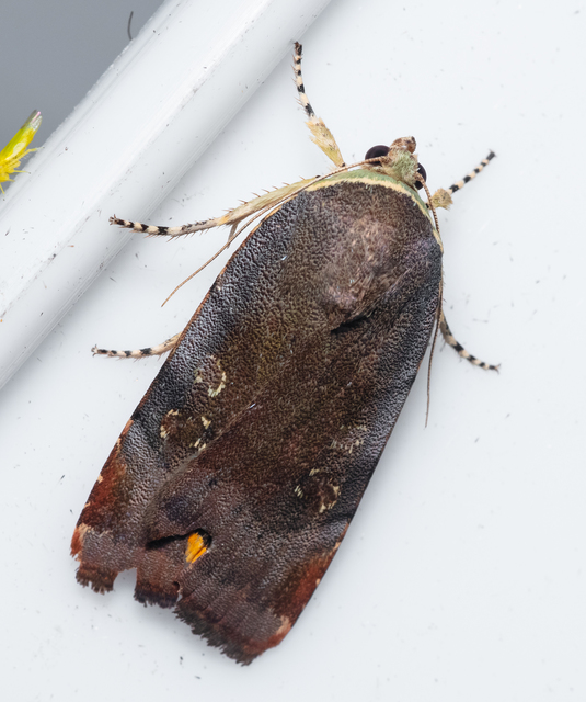 Noctua janthe/janthina