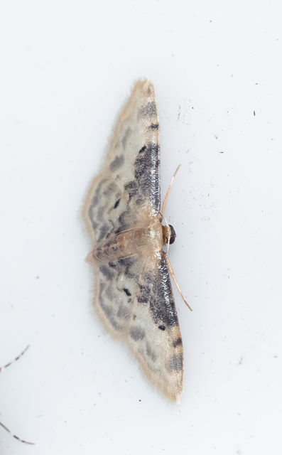 Idaea filicata - sötéttövű apróaraszoló