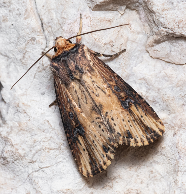 Axylia putris - vonalkás földibagoly