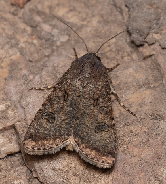 Agrotis segetum - vetési földibagoly