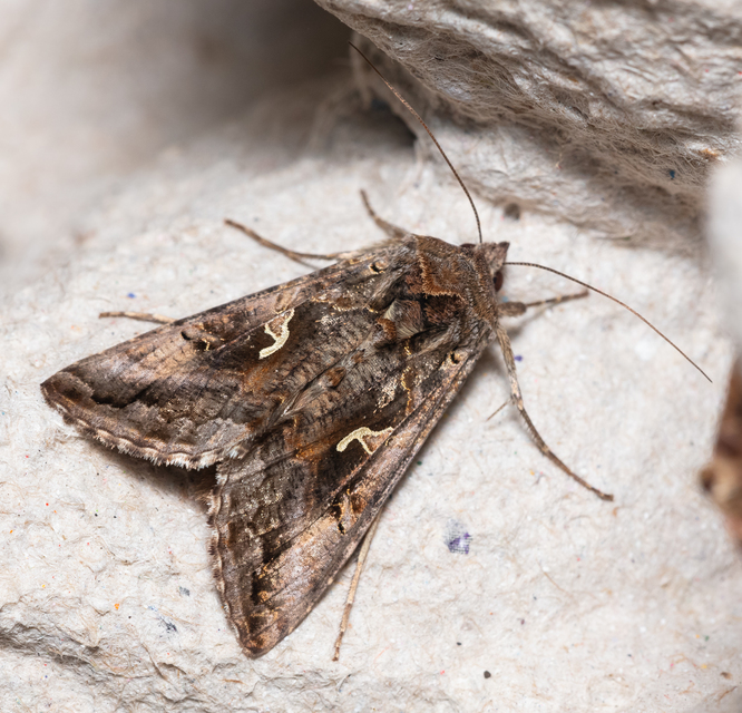 Autographa gamma - gammalepke