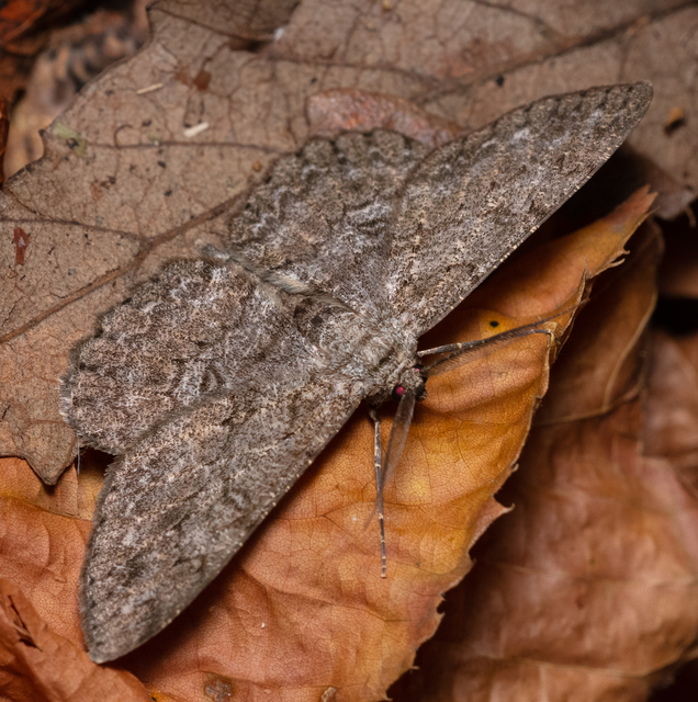 Hypomecis punctinalis - pettyes faaraszoló